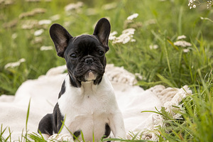 Обворожительный щенок французского бульдога