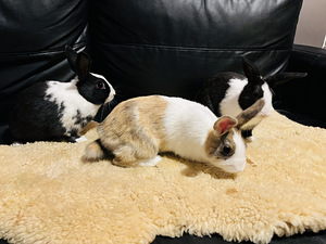 Короткошерстные мини-кролики