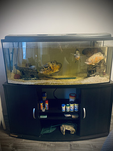 Akvaarium kaladega