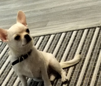 Chihuahua pentu