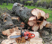 Ohtlike puude langetamine