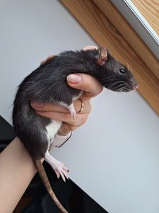 Крыса-самец, 3 месяца