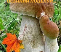 Сушёные белые грибы и сушёные подосиновики 5 евро 100 грам