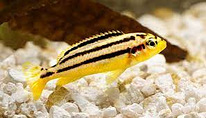 Kuldne melanokroom (Melanochromis auratus)