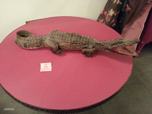 Коллекция чучел Крокодилов из 6 штук