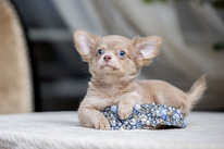 Щенки Чихуахуа ( Chihuahua) Изабелла, Шоколадные и Лиловые