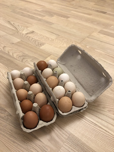 Kana munad