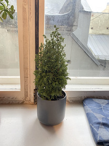 Christmas Taim / Plant (+ Free Pot)