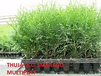 Thuja occ. smaragd -2-aastased seemikud