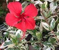 Цветок гибискус variegata растение