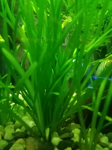 Vallisneria akvaariumi taimed