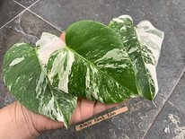 3 leafs Monstera albo variegated 38€