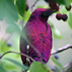PurpleBird
