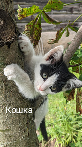 Kassipojad vajavad uut kodu (1 foto / 4)