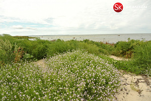 Lääne maakond, Lääne-Nigula vald, Telise küla/Tällnäs, Tuule (3 foto / 20)