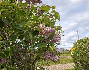 Tara tee 36, Nõmme, Haapsalu linn, Läänemaa (26 foto / 34)