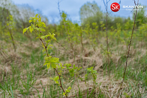 Pärnu linn, Pärnumaa (12 foto / 22)