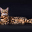 Бенгальские котята (фото #5)