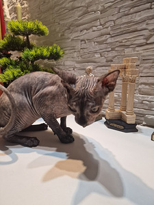 Канадский сфинкс (3 фото из 8)