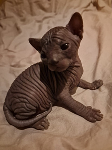 Pārdodu Kanādas sfinksa šķirnes kaķēnus (1 foto no 4)