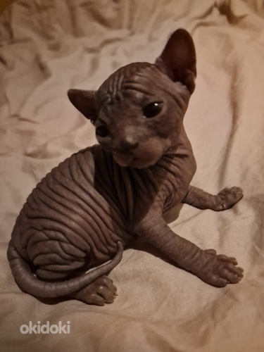 Pārdodu Kanādas sfinksa šķirnes kaķēnus