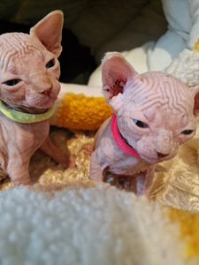 Продам котят породы канадский сфинкс (5 фото из 9)