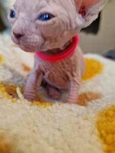 Продам котят породы канадский сфинкс (9 фото из 9)