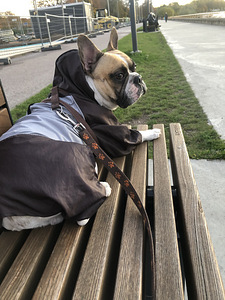Prantsuse buldogi paaritumine (3 foto / 5)