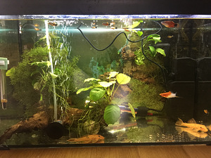 Akvaarium 25*30*50 (1 foto / 3)