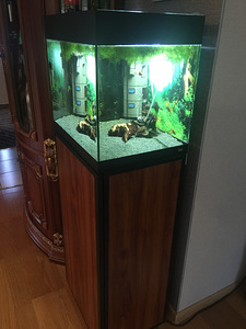 Akvaarium Osse StyleLine 85 liitrit + kapp (3 foto / 8)