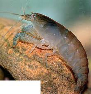 Akvaarium Osse StyleLine 85 liitrit + kapp (6 foto / 8)