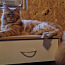 Котёнок Мейн Кун (ЗАБРОНИРОВАНА) (фото #3)