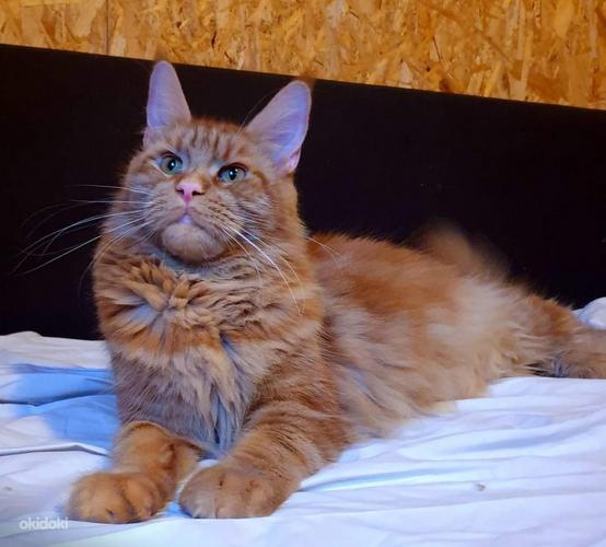 Maine coon (foto #9)