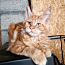 Котёнок мейн-кун ЗАБРОНИРОВАНА (фото #5)
