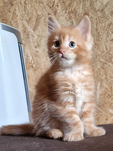 Котята мейн кун (7 фото из 9)