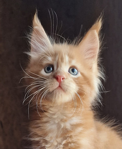 Котята мейн кун (2 фото из 9)
