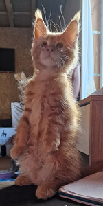 Котята мейн кун (4 фото из 9)