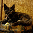 Котёнок МЕЙН КУН ( забронирована) (фото #5)