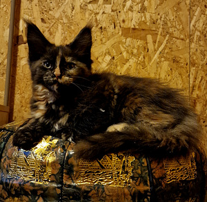 Maine coon kassipojad (5 foto / 9)