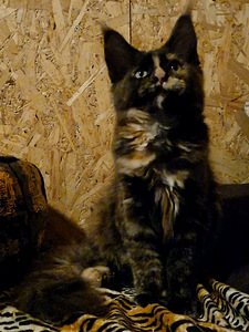 Maine coon kassipojad (4 foto / 9)