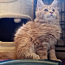 Котята Мейн кун (фото #5)