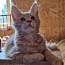 Котята Мейн кун (фото #3)
