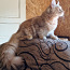 Котята Мейн кун (фото #1)