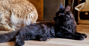 Котята мейн кун (2 фото из 5)