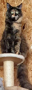 Котята мейн кун (5 фото из 5)