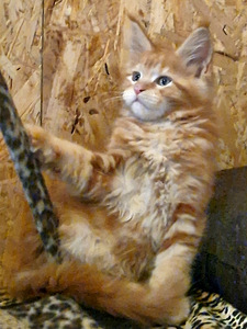 Мейн-кун котята. (1 фото из 4)