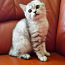 Продается британский котенок (фото #1)