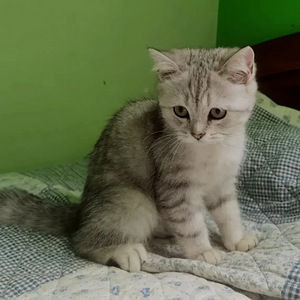 Продается британский котенок (4 фото из 6)