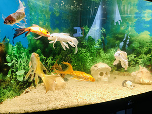 Nurga akvaarium (4 foto / 10)
