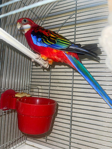 Kirju rosella (2 foto / 5)